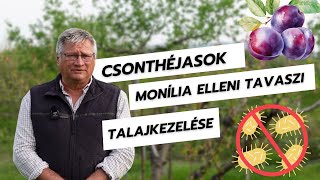 Csonthéjasok monília elleni tavaszi talajkezelése🌿🛡️