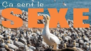 Ça SENT le SEXE à l'Île-Bonaventure ! (TDLG - Percé, Gaspésie) | Alex \u0026 MJ - On the GO