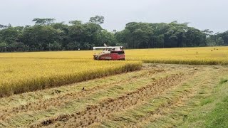 ধান কেটে বাড়ি পৌঁছে দেবে মেশিন। নতুন জাপানি ইয়ানমার কম্বাইন হারভেস্টার। (combine harvester)