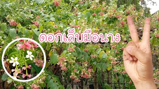 เล็บมือนางไม้เลื้อยทำซุ้มสวยๆ |จิรัชญา/โคราช