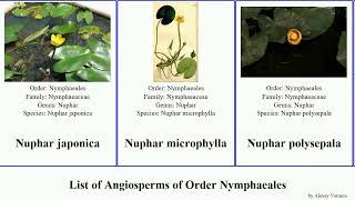 List of Angiosperms of Order Nymphaeales waterlily nuphar water-lily giant tropical lotus shield