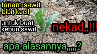 cara tanam sawit pagar bambu,bibit kecil