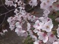 交野・星田妙見宮（妙見河原）の桜 （2014年3月31日） ③