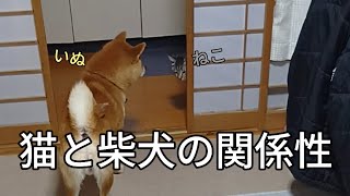 【微笑】猫と犬の関係性はこのような感じです…