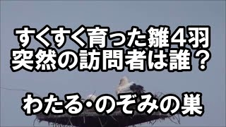 すくすく育った雛４羽　突然の訪問者は誰？　わたる・のぞみの巣