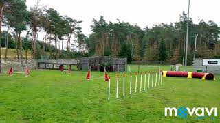 Agility Training Malinois and Toy Poodle 💪