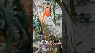 BASTON GÜL YONGALI AŞI