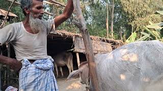 গরু কেনার জন্য গ্রামের প্রান্তিক খামারীর বাড়ি গেলাম গরু বিক্রি করবেনা।