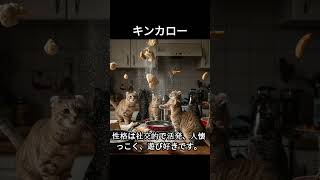 キンカローのかわいい生態、雑学【猫】#cat#catshortsvideo #ねこ #ネコ #猫 #子猫  #かわいい #雑学 #豆知識 #解説