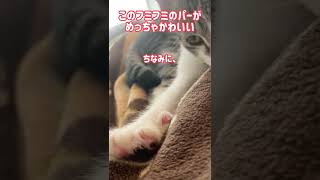 【子猫】フミフミ中の前足をアップで(*´꒳`*)  しかし、吸っているのは…    #shorts #cat #猫 #子猫 #保護猫 #フミフミ