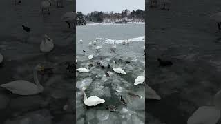 🦢日本の美　わがまち盛岡　元気な白鳥達😀🦢　岩手県盛岡市「高松の池」　５年１月２４日📱