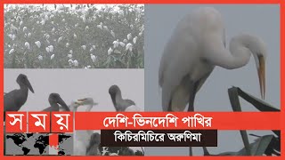 রিসোর্ট দখল করে নিল পাখিরা! | Birds | Narail | Somoy TV