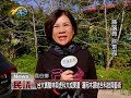 20180116 民議新聞 台大實驗林與虎科大成果展 運用木頭結合科技與藝術 縣議員 許素霞