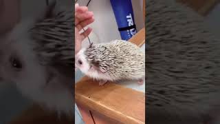 一隻兇巴巴的小刺猬 太萌了 #cuteanimals #hedgehog