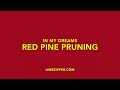 In My Dreams Red Pine Pruning