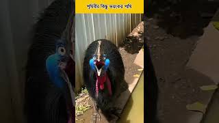 পৃথিবীর কিছু ভয়ংকর পাখি #shorts #birds #viralvideo