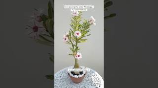 Rare Thailand Imported Adenium Plant Online Shopping 🪴 #adenium #plants #flowers #gardening