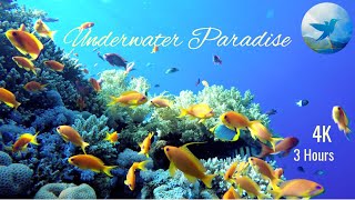 Underwater Paradise - Tropical Fish, Relaxing Music, Stress Relief, Meditation, Sleep, Work