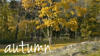 Autumn Season Bliss [Video Only]