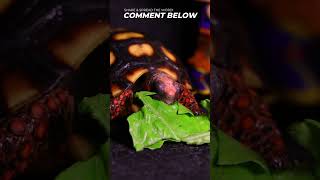 THIS REPTILE GAMERA TORTOISE RED FOOT ASMR MUKBANG🐢