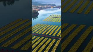 Farming on surface of a Large Lake