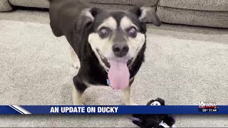 Mutt with a message: Ducky is a special guy and big celebrity