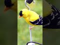 bird feeder american goldfinch summer shorts