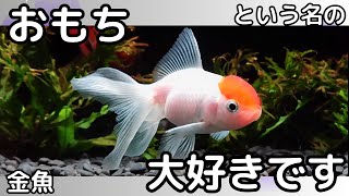 ６３話【別れ】おもちという名前の金魚