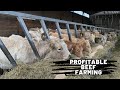 Profitable Beef Production… How we put beef on your table.