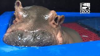 Baby Hippo Fiona's Special Moments: Never-before-seen Videos from Care Team - Cincinnati Zoo