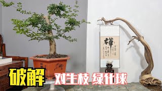 很难处理的一棵树桩，绿化球和对生枝是硬伤，分享破解方法