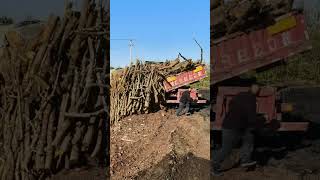 Unload Apple Tree Logs For Carbonization To Make Charcoal !