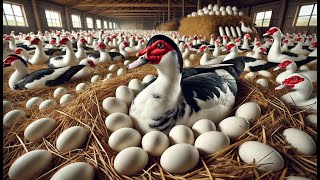 Harvesting Muscovy Duck Eggs - Raising Organic Muscovy Ducks For Business | Eco Farm Life