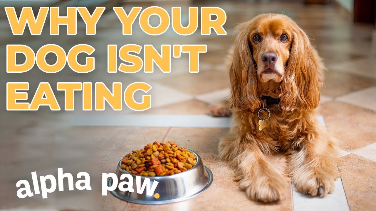 Why Your Dog Isn't Eating - YouTube