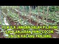 tiang lanjaran kacang panjang ! cara membuat lanjaran kacang panjang