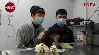 #NPV醫訊 | 第3集 骨折了的浪貓- 豆豉 | 貓狗骨折（Fracture）經常發生，陳舊性骨折（Chronic Fractures），是骨折超過三週，斷骨周圍形成纖維組織和骨痂，導致復位困難。