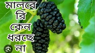 # মালবেরি কেন ধরছেনা। | how Care Mulberry fruit.