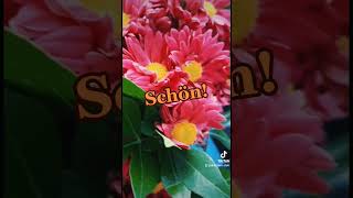 schöne Blumen #deutschlernen #learngerman #aprendealemán #blumen #flowers #flores #frühling #spring