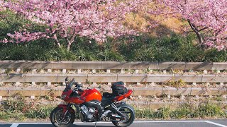 ツーリング | 千葉 佐久間ダム湖親水公園の頼朝桜 (河津桜)🌸 | YAMAHA FZ1 FAZER | Beams Exhaust ASMR🔊 | Kawazu cherry blossoms