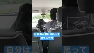 日記 助手席に乗るラブラドールレトリバー６ヶ月子犬 -Labrador puppy ride in a car-  #shorts