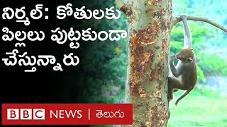 Monkey Menace: కోతులకు కుటుంబ నియంత్రణ ఆపరేషన్లు చేయిస్తున్న Telangana ప్రభుత్వం | BBC Telugu