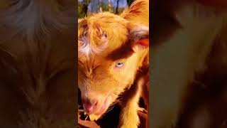 cutest baby goat short video 😍💯#youtube #shortvideo#trending#shorts#viral