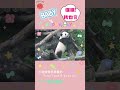 小時候現學現賣的圓仔 panda yuanzai 圓仔