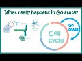 G0 Phase of Cell cycle | Why cells enter a G0 phase? | Cell cycle | Animated biology with ARPAN | G0