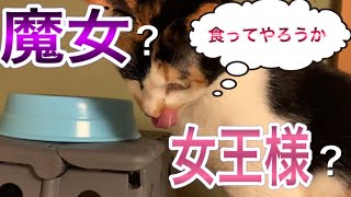 みんなで仲良くご飯を食べていたら…○○！？が現れた！