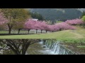 ありがとう　桜