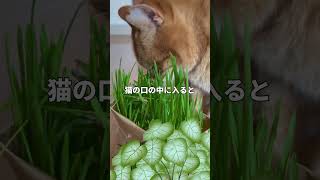 猫にとって危険な観葉植物4選 #shorts #ショート #voicevox #四国めたん