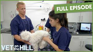 Devastating: Little Puppy Diagnosed With Disease Eroding Bones  | S3 Ep14 | Vet On The Hill