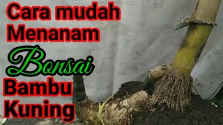 Cara Mudah Menanam Bonsai bambu kuning hasil mbolang @sak pri #caramudahmenanambonsaibambukuning