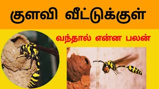 குளவி வீட்டுக்குள் வந்தால் என்ன பலன் | @TamilSecrets  | Lucky Pet for Human | Kulavi Koodu